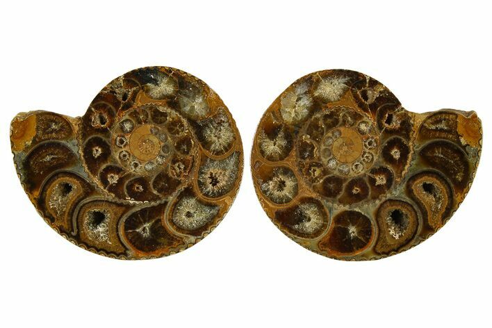 Uncommon Jurassic Cut & Polished Ammonite Fossil - Madagascar #288331